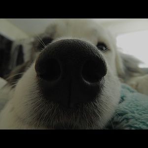 Meet your Posher, Mackenzie